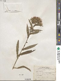 Aster puniceus image