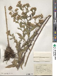 Aster puniceus image