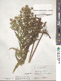 Aster puniceus image