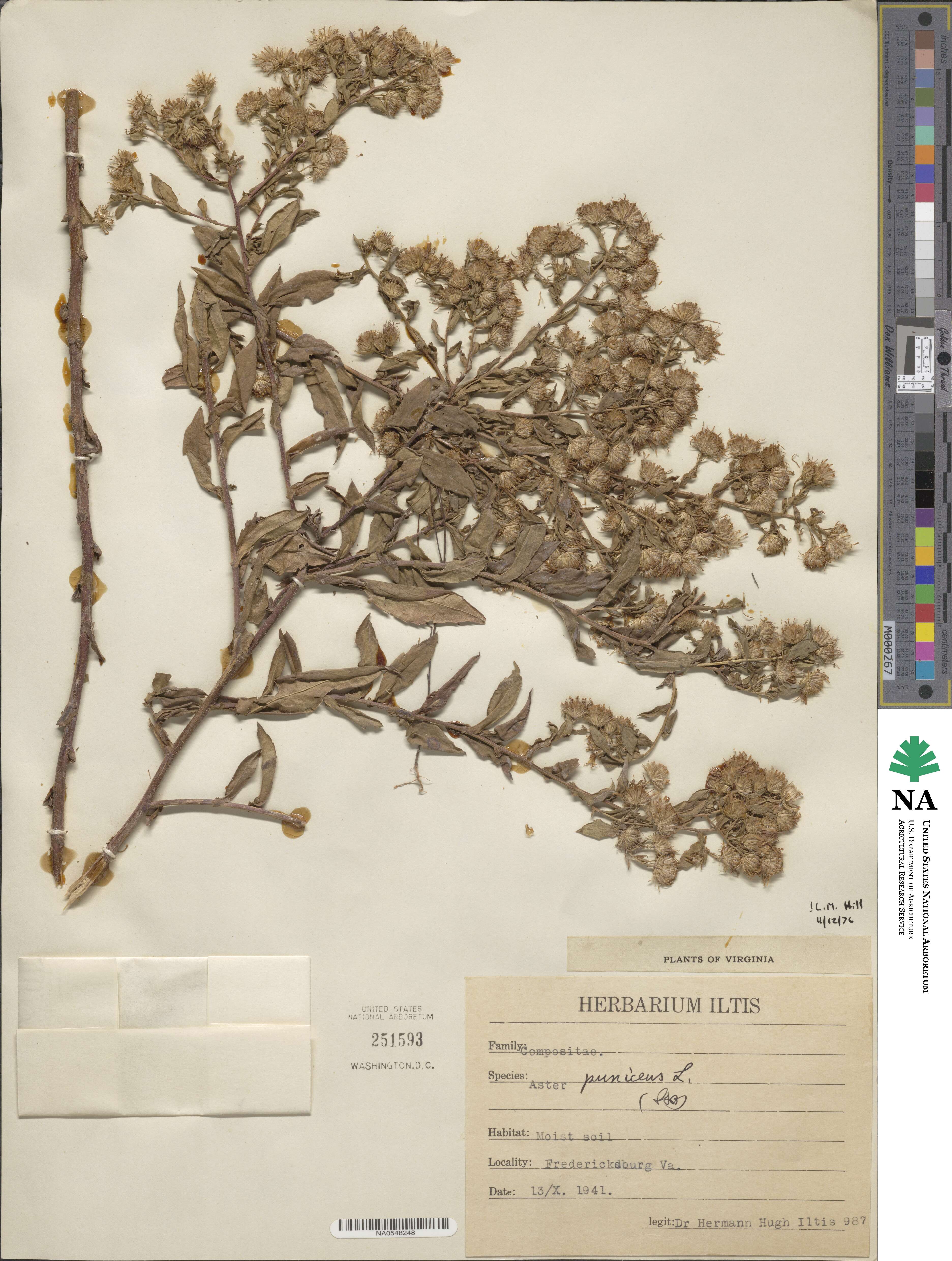 Aster puniceus image