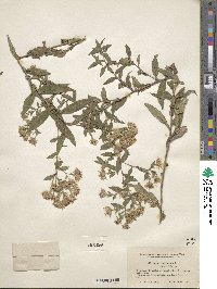 Aster puniceus image