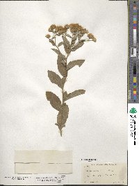 Aster radula image