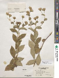 Aster radula image