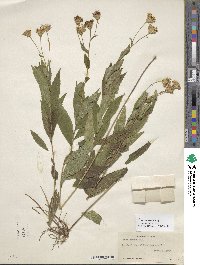 Aster radula image