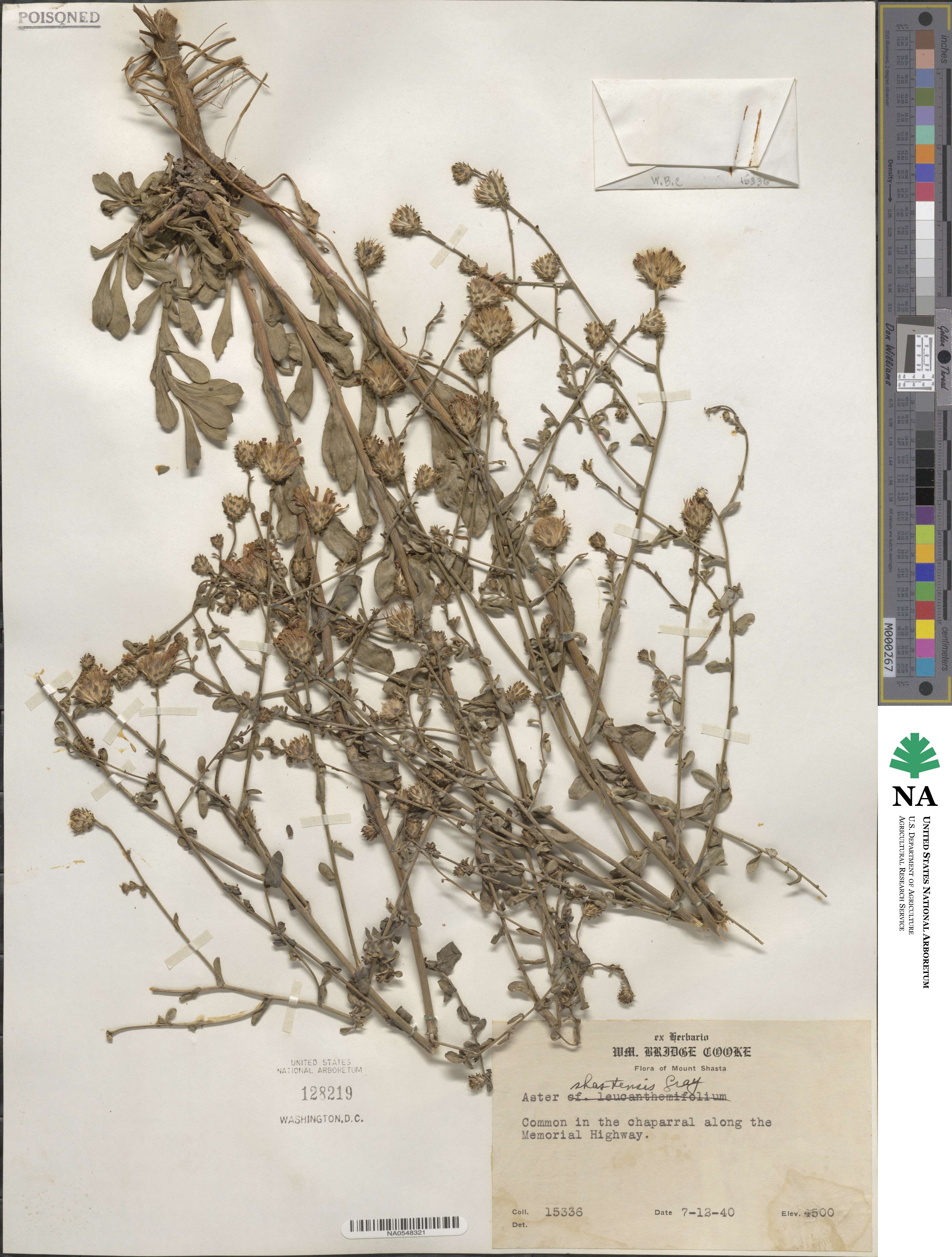 Dieteria shastensis image