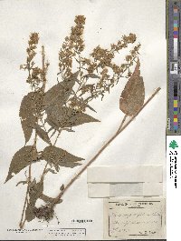 Aster sagittifolius image