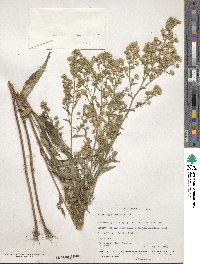 Aster sagittifolius image