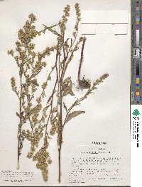 Aster sagittifolius image