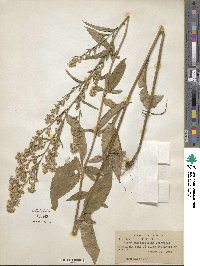 Aster sagittifolius image