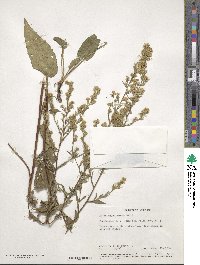 Aster sagittifolius image