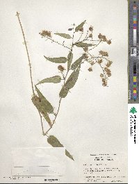 Aster sagittifolius image