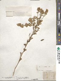 Aster sagittifolius image