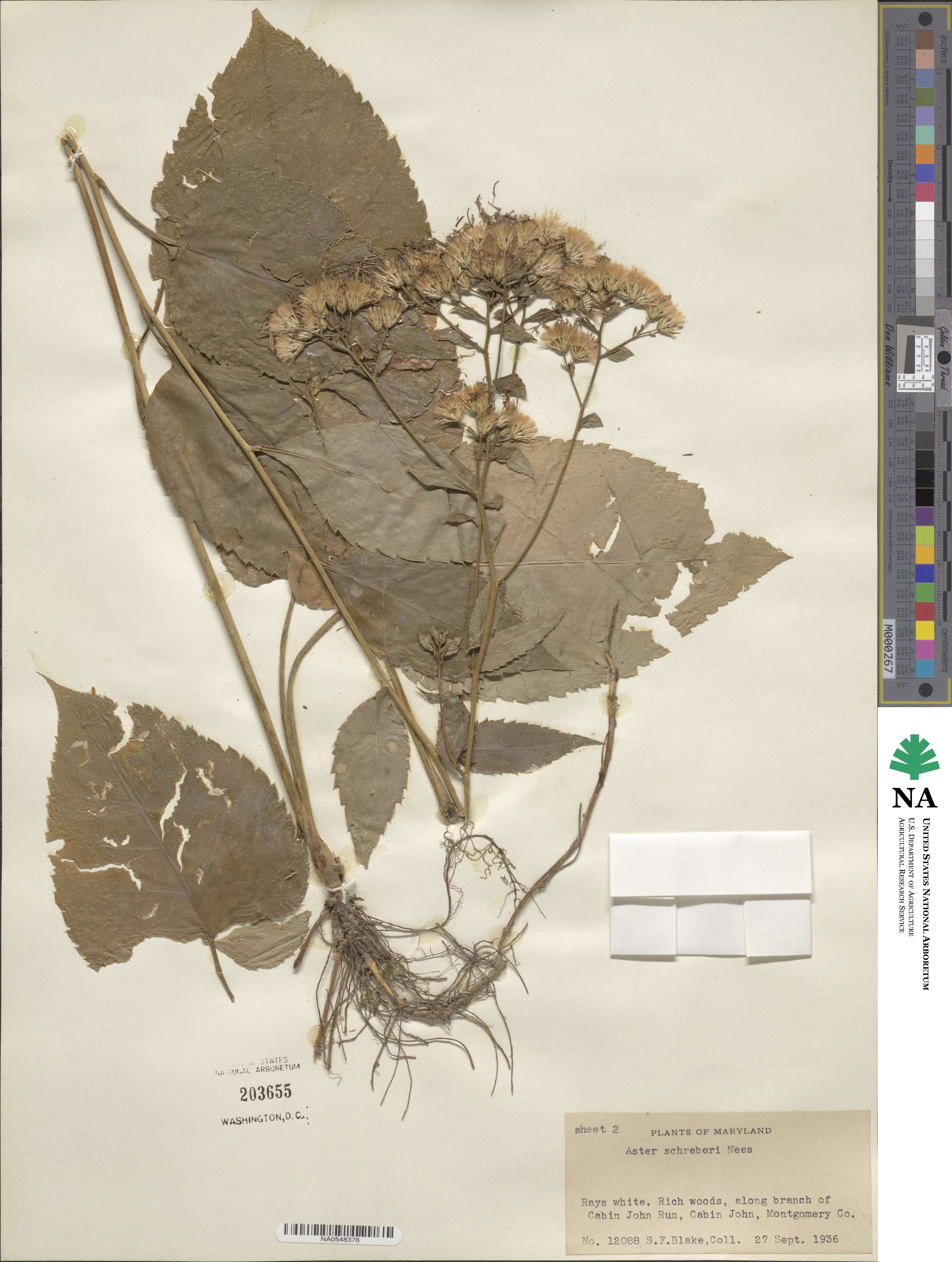 Eurybia schreberi image