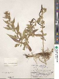 Aster simplex image