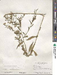 Aster simplex image