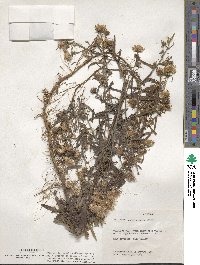 Aster simplex image