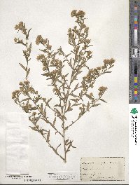 Aster simplex image