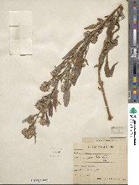 Aster simplex image