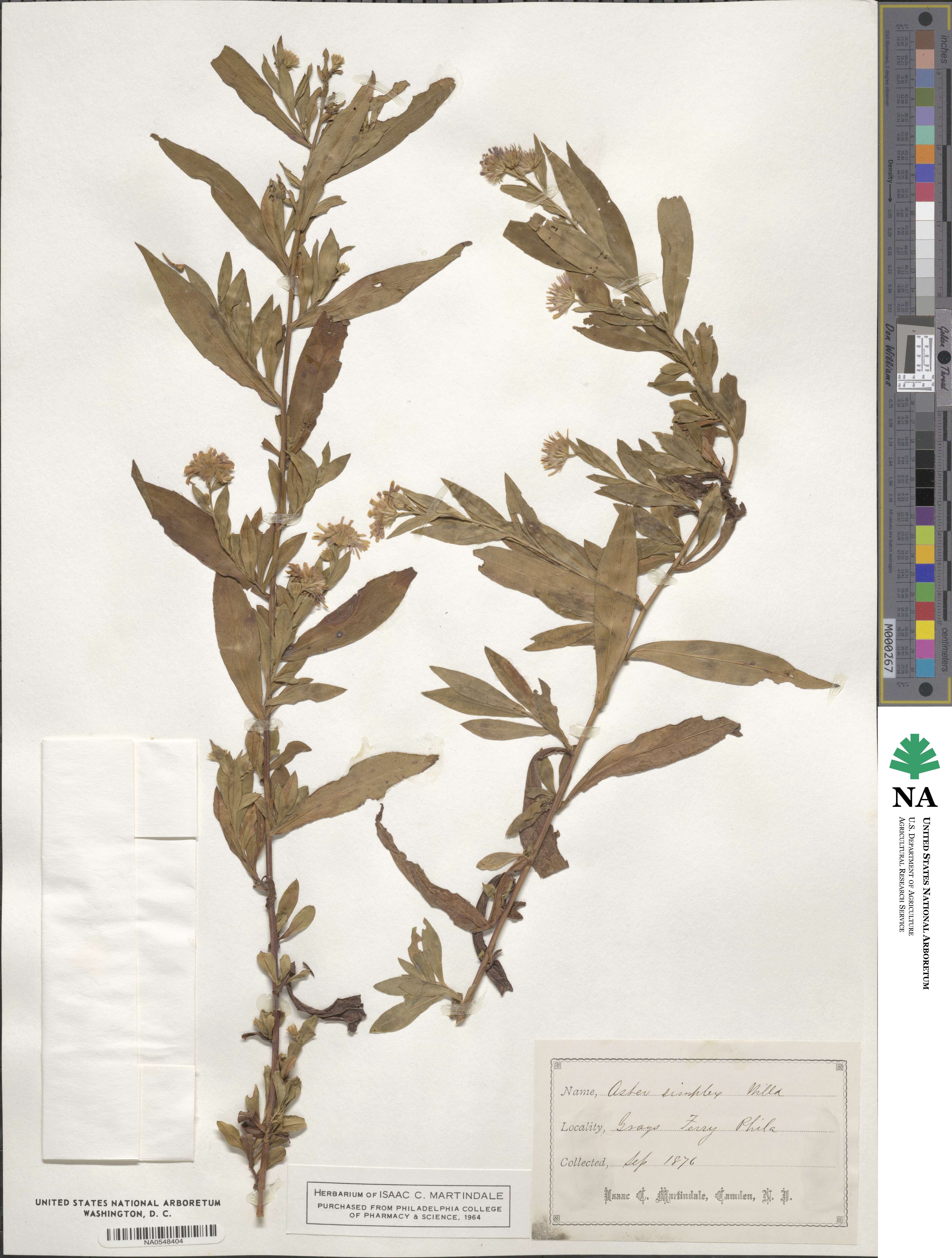 Aster simplex image