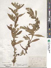 Aster simplex image