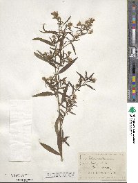 Aster simplex image