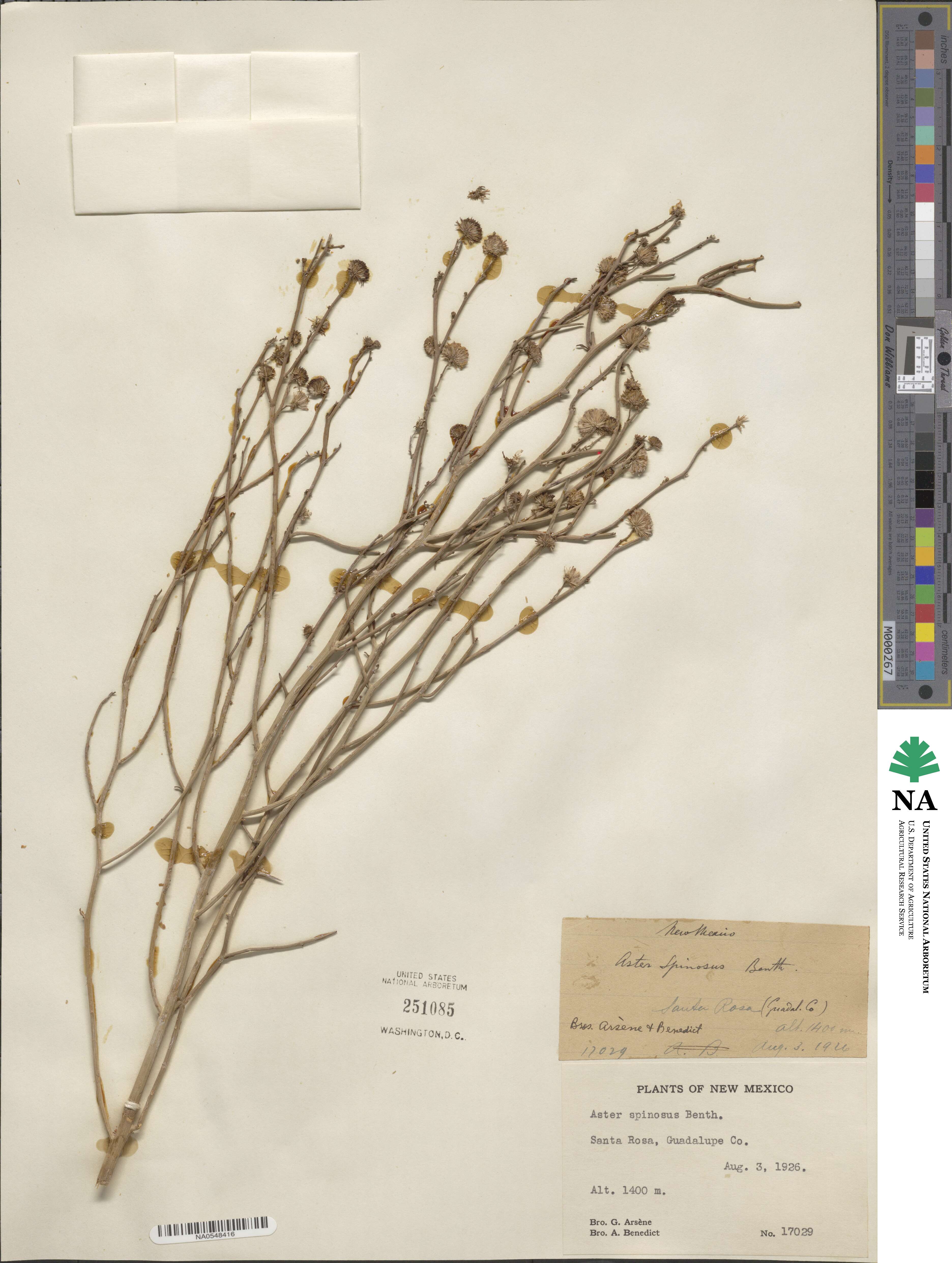 Chloracantha spinosa image
