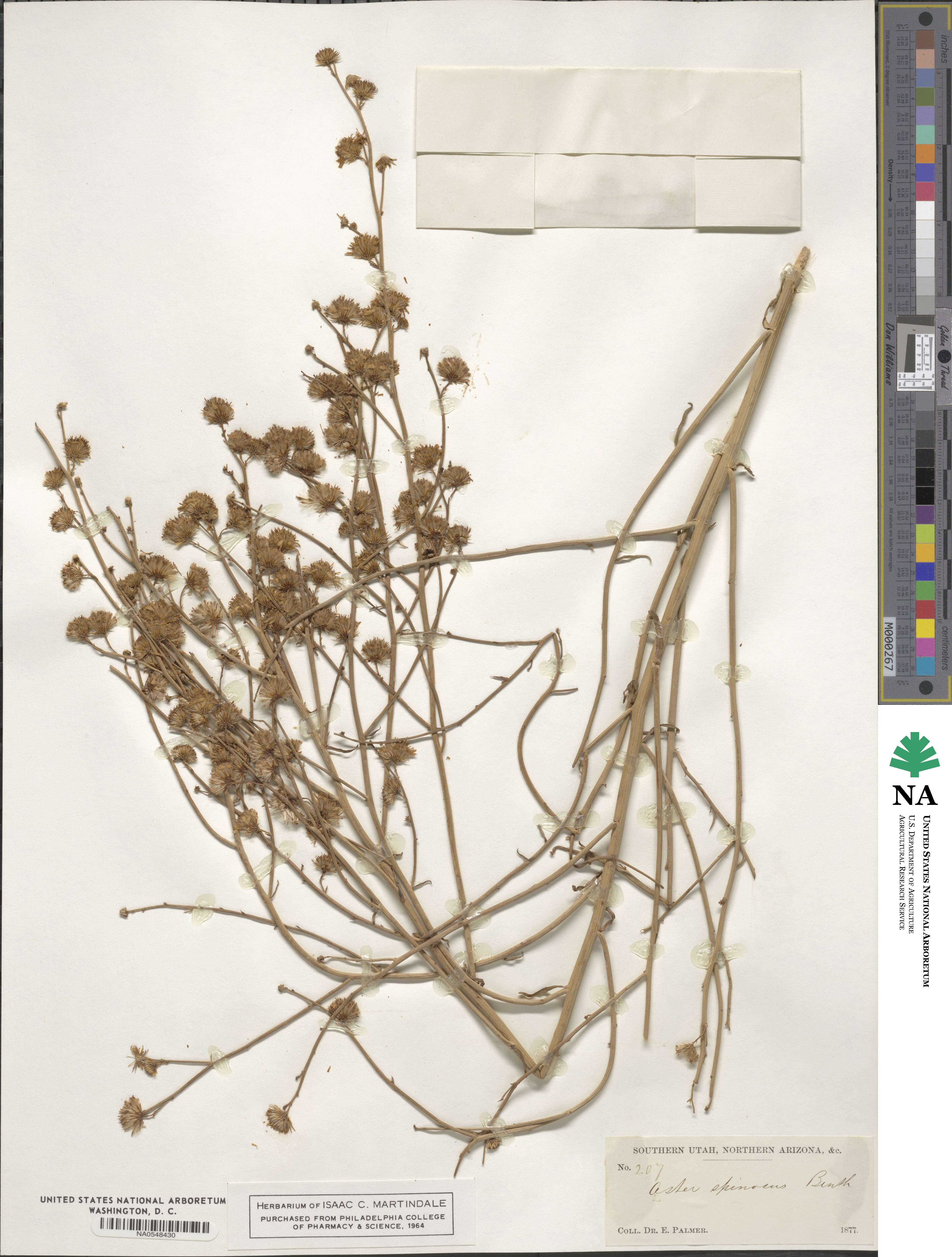 Chloracantha spinosa image