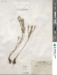 Aster sericeus image