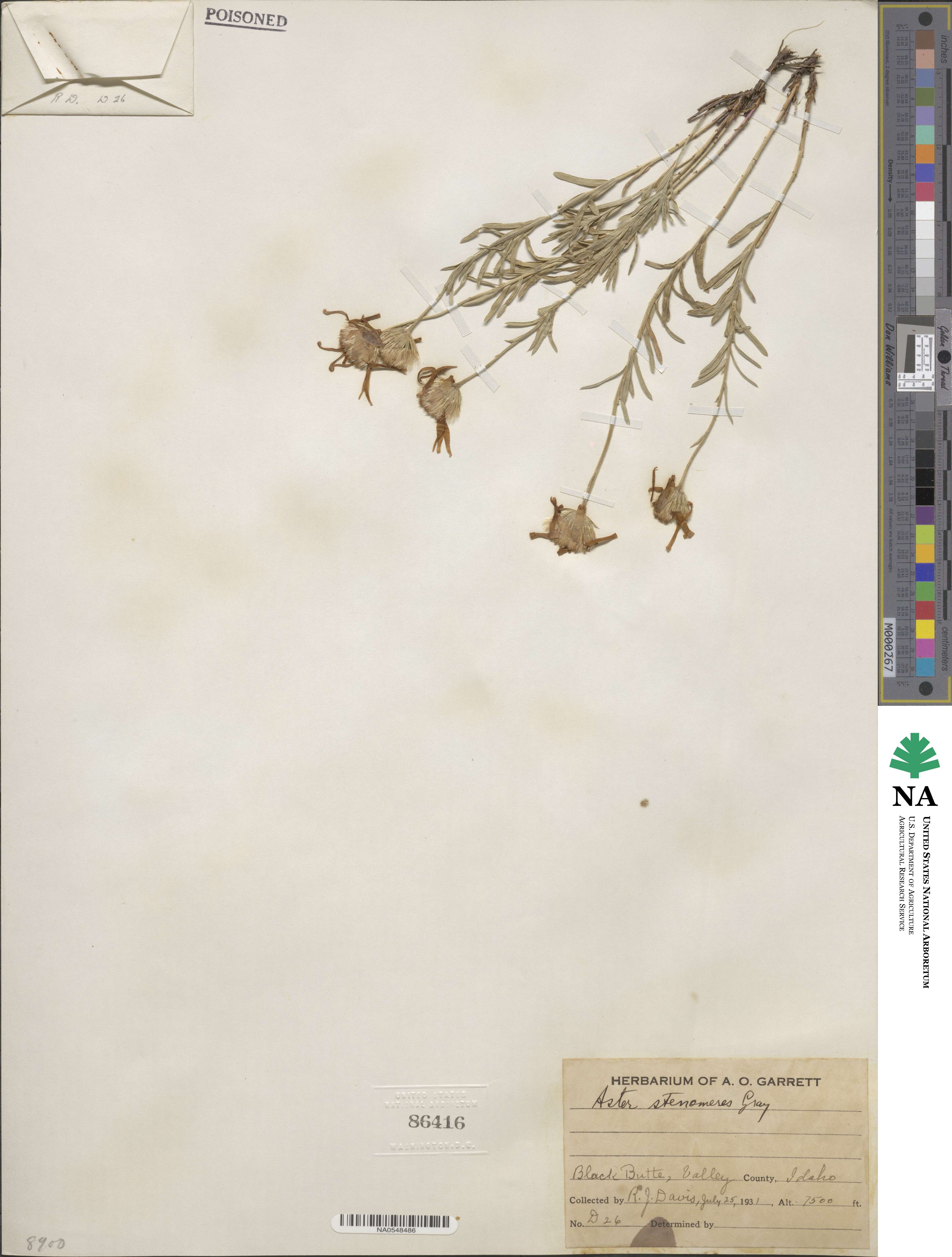 Ionactis stenomeres image