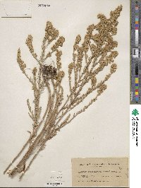 Symphyotrichum ericoides image