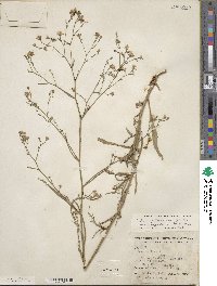 Aster subulatus var. ligulatus image