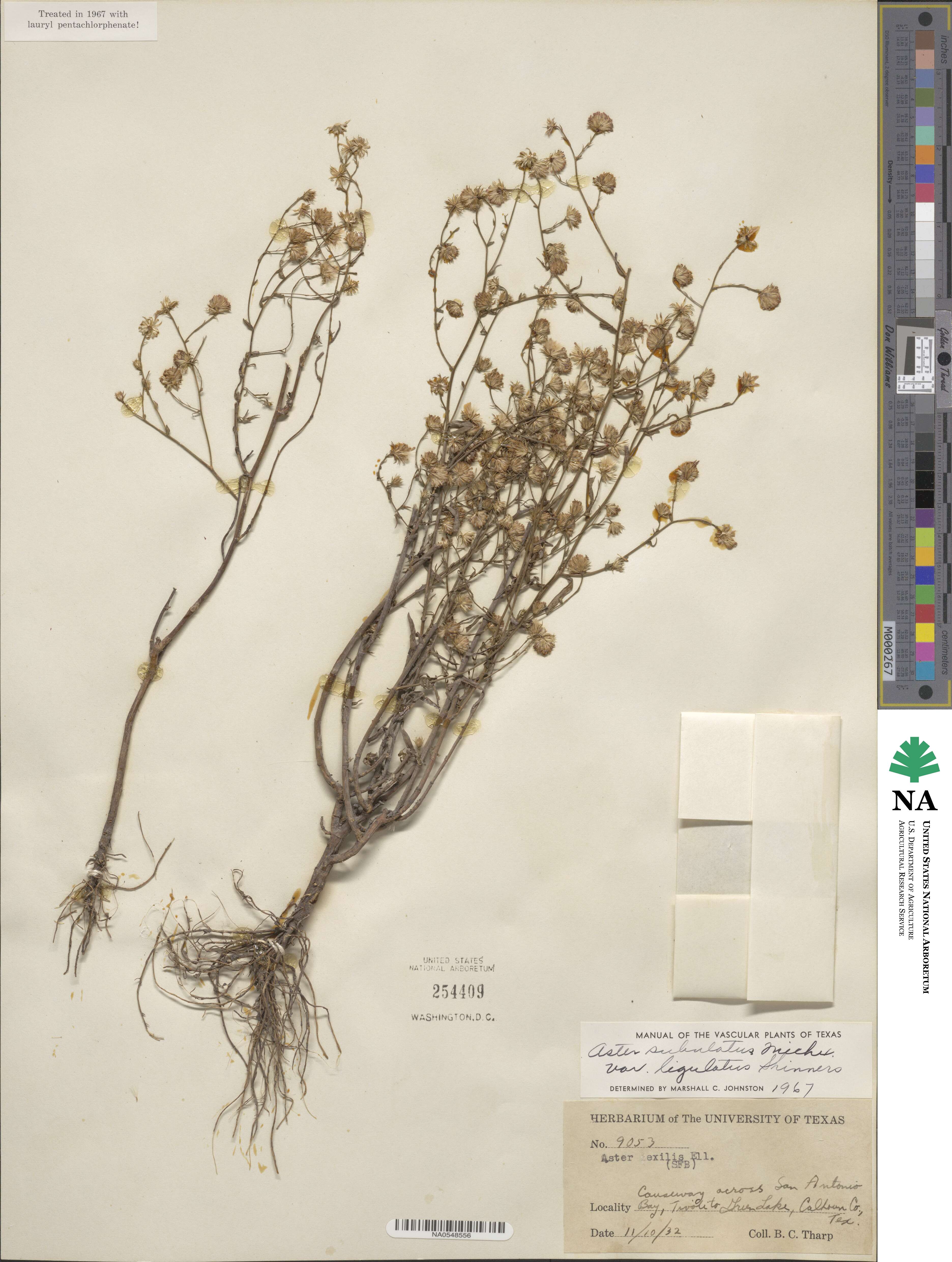 Aster subulatus image