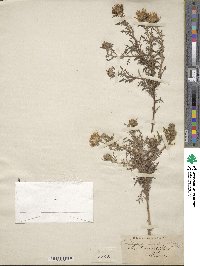 Machaeranthera tanacetifolia image