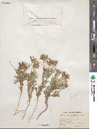 Machaeranthera tanacetifolia image