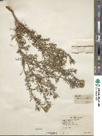 Machaeranthera tanacetifolia image