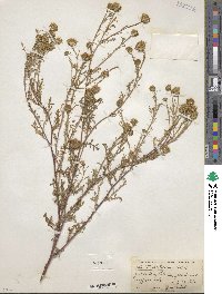 Machaeranthera tanacetifolia image