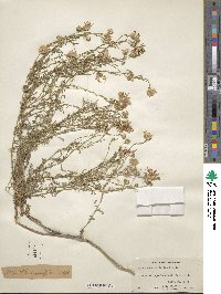 Machaeranthera tanacetifolia image