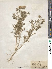 Machaeranthera tanacetifolia image