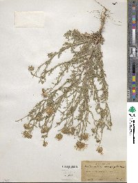 Machaeranthera tanacetifolia image