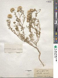 Machaeranthera tanacetifolia image