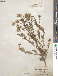 Machaeranthera tanacetifolia image