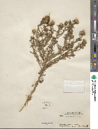 Machaeranthera tanacetifolia image