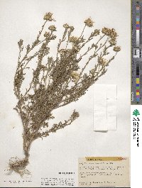 Machaeranthera tanacetifolia image