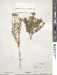 Machaeranthera tanacetifolia image