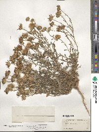 Machaeranthera tanacetifolia image