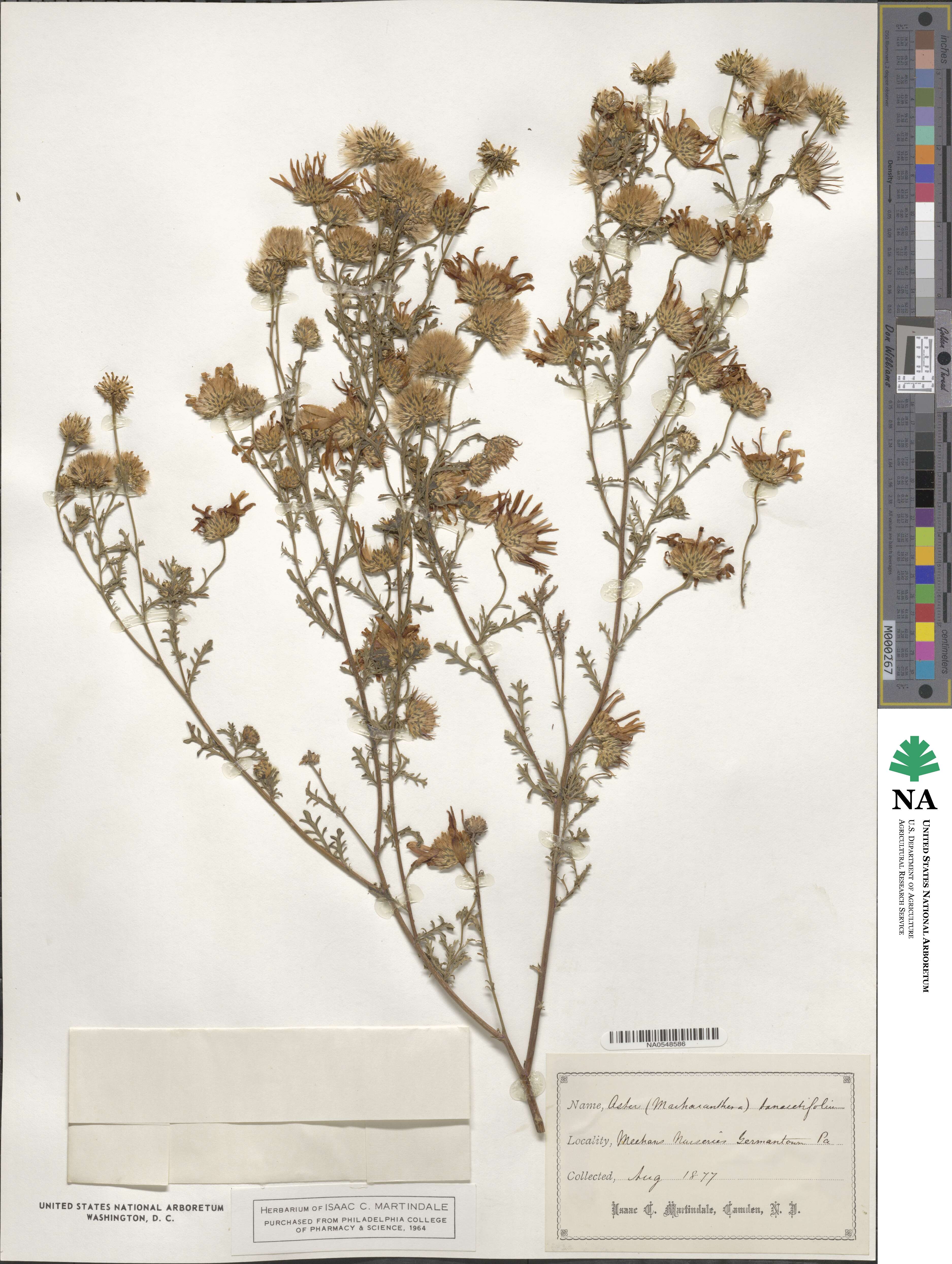 Machaeranthera tanacetifolia image