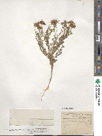 Machaeranthera tanacetifolia image