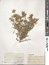 Machaeranthera tanacetifolia image