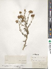 Machaeranthera tanacetifolia image