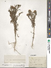 Machaeranthera tanacetifolia image